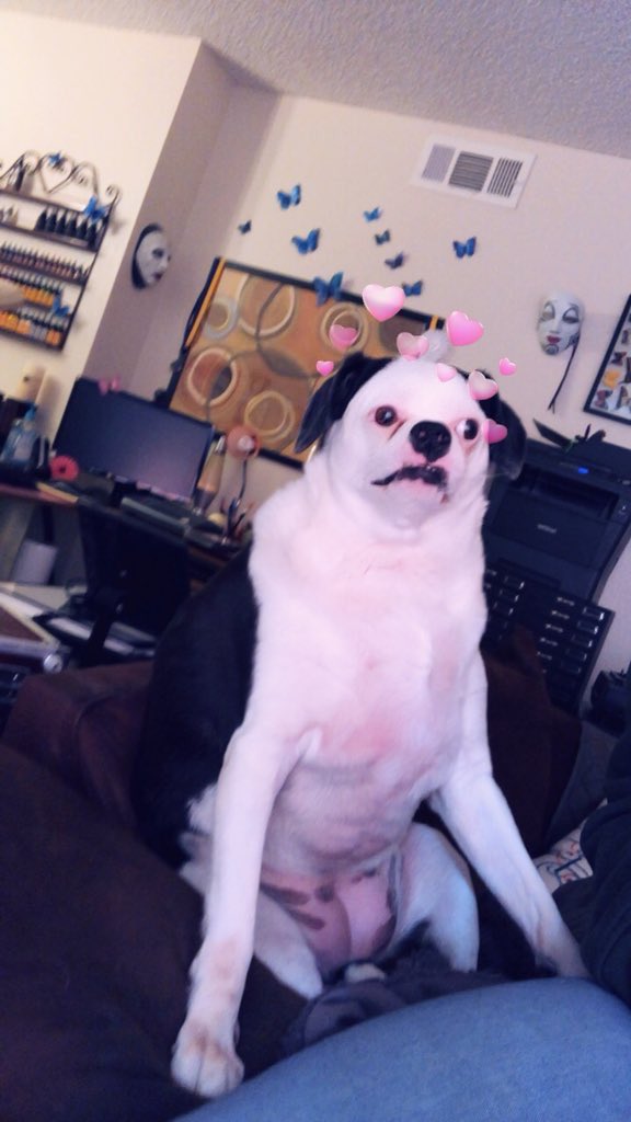 y0spud's tweet photo. yoooo why tf this dog so ugly lmao https://t.co/zt3ha9iDjN