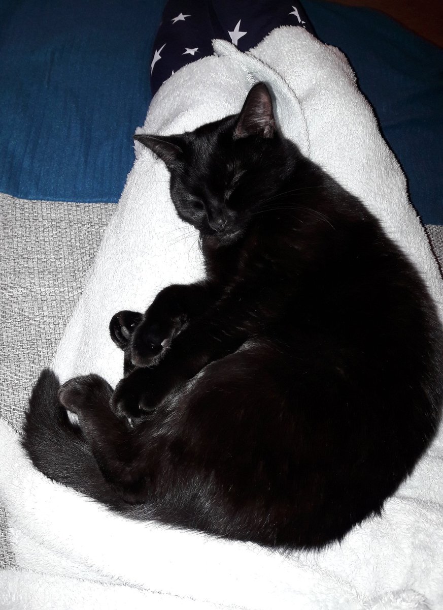 miss purrfect cat snacks