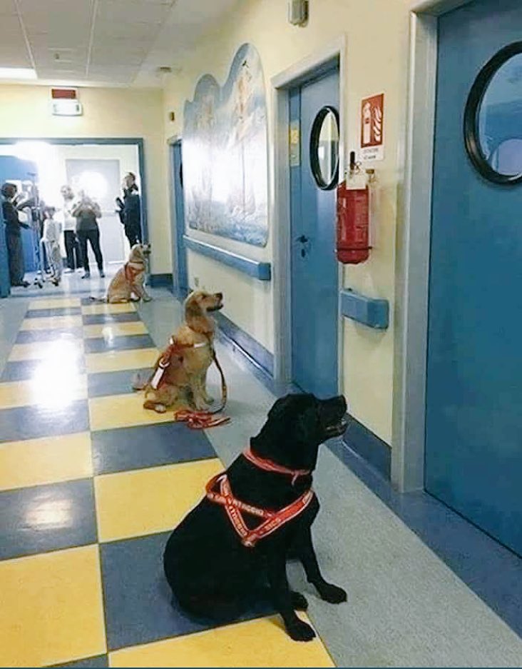 compromisomasco's tweet photo. Labradores esperando a que les dejen entrar en la habitación para visitar a sus "niños" enfermos. 
Hay hospitales como el San Juan de Dios de Barcelona que usa perros como terapia.(Fuente: @cleporati + ecoinventos)#compromisomascota https://t.co/BM7ZUT7AiQ