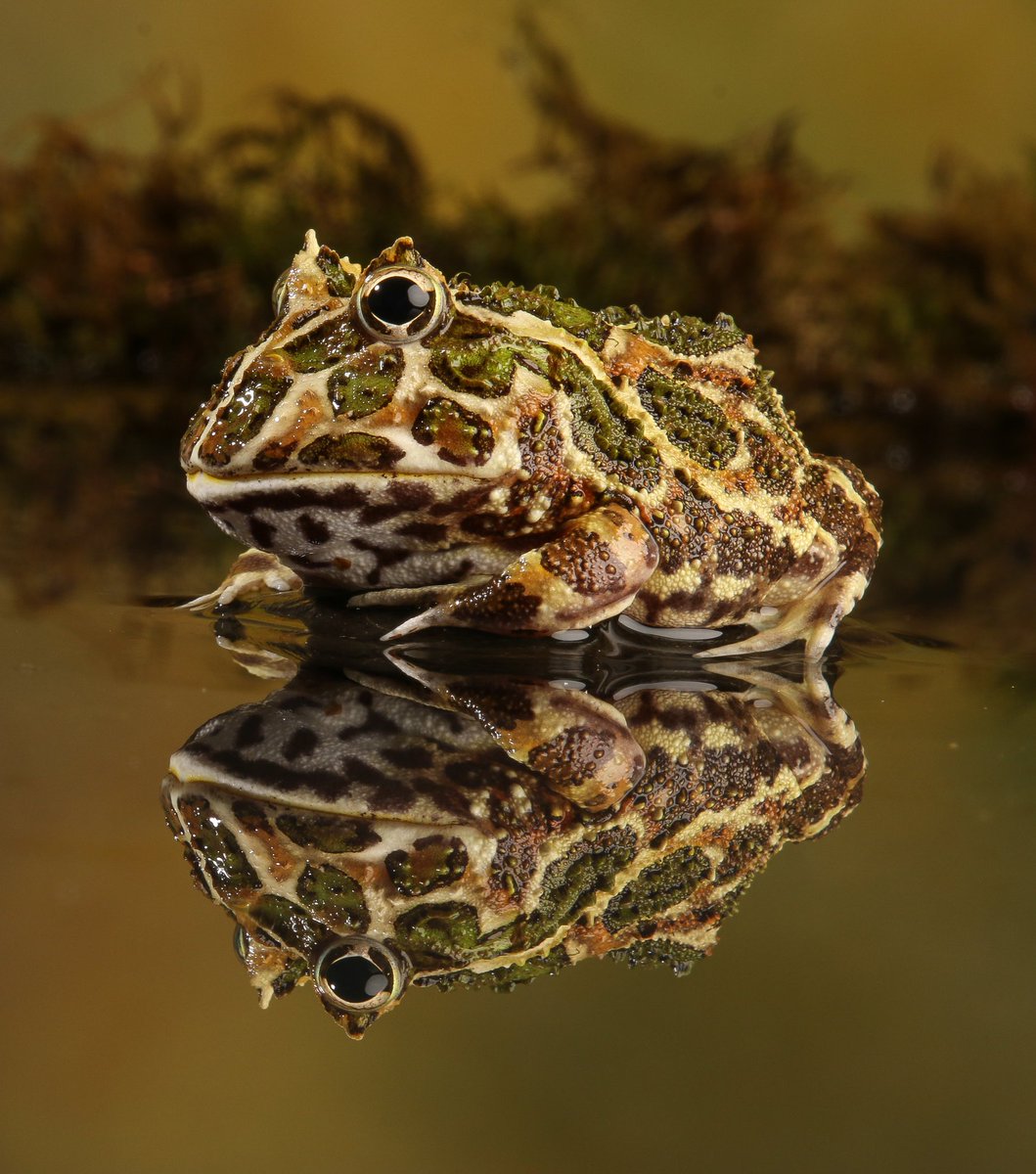 #ornatehornedfrog hashtag on Twitter