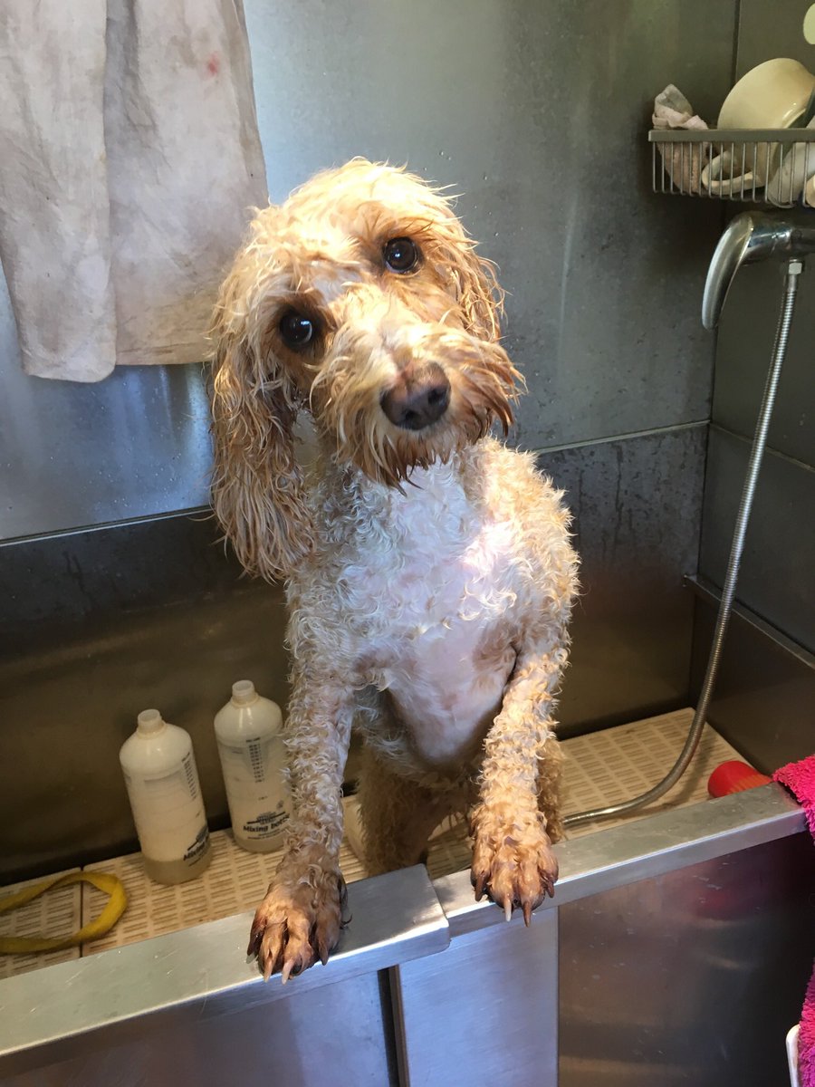 AllWeatherPups's tweet photo. Willow rolled in cow poo and now wonders why she needs a bath #doggrooming #cockerpoo #awpgrooming #cowpatssuck #InternationalHappinessDay # https://t.co/C8JdjUZJzz