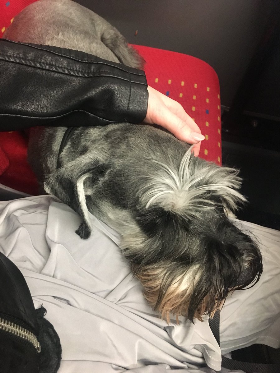 RachyReviews's tweet photo. Thank you so much for tonight @HOS_Nottingham, Murphy is well and truly satisfied and he said he’ll definitely be seeing you again soon. 🐶 @prrequest #Murphyboy #dognightout #foodgloriousfood #dogfriendly #goodnight #headofsteam https://t.co/WcqemNb6Vx
