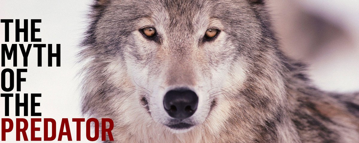 Van_K_L's tweet photo. The greatest threat to wolves is prejudice, fear, and misunderstanding. Fairy tales have painted wolves as villainous, dangerous creatures but this can't be any further from the truth! 

Check out The Myth of the Predator to learn more! https://t.co/Bn27MQDEhQ #DSCOVRD https://t.co/0z1X5d7WyA