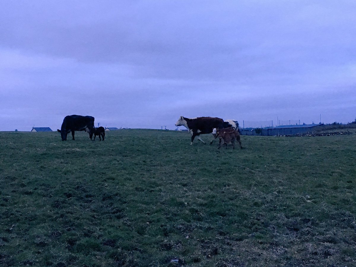 babbiebrennan's tweet photo. First 3 out on soil this year ... #grass2018 #wheresthegrowth https://t.co/kAIANUXTHP