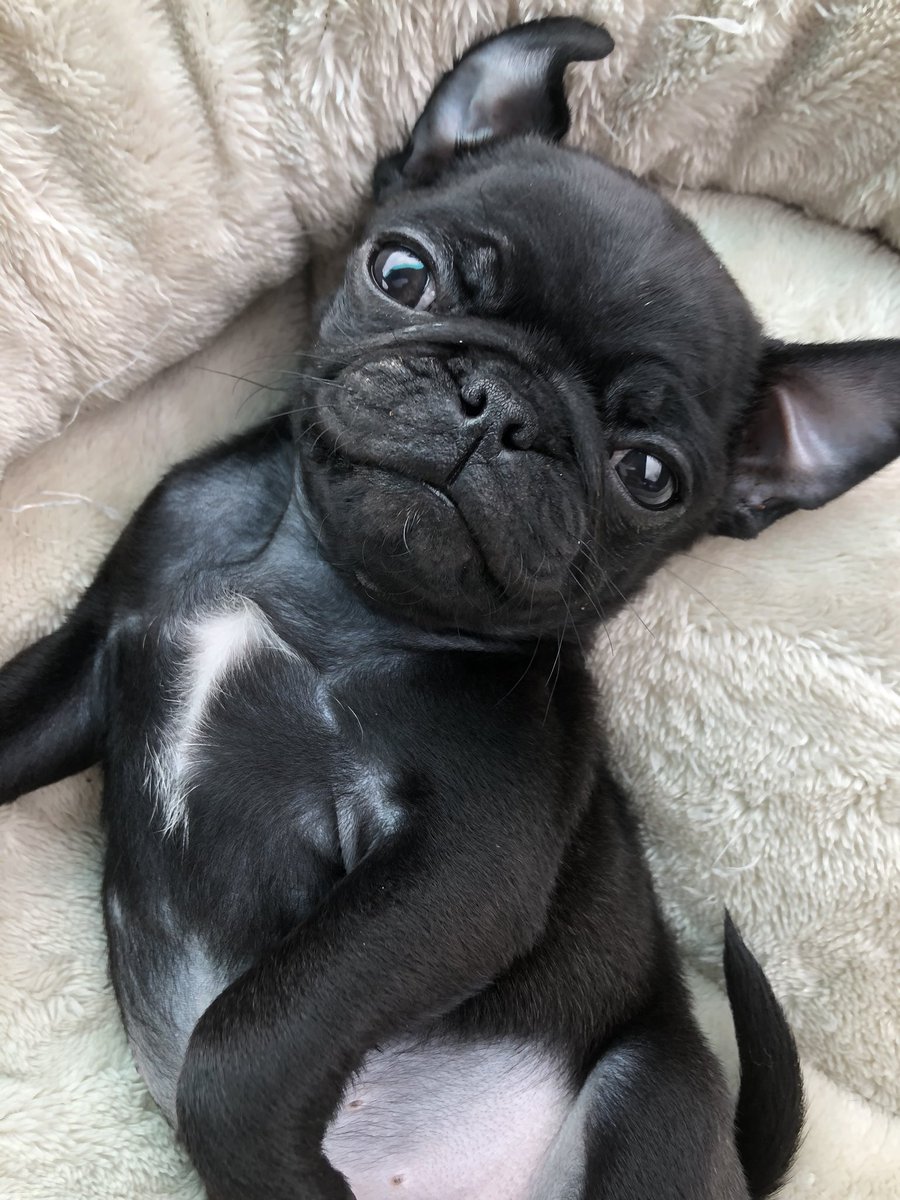 abbzmarkus's tweet image. Go follow my puppy on instagram so you can see cute pictures like this all the time ♥️ @zeke_thepuggers
