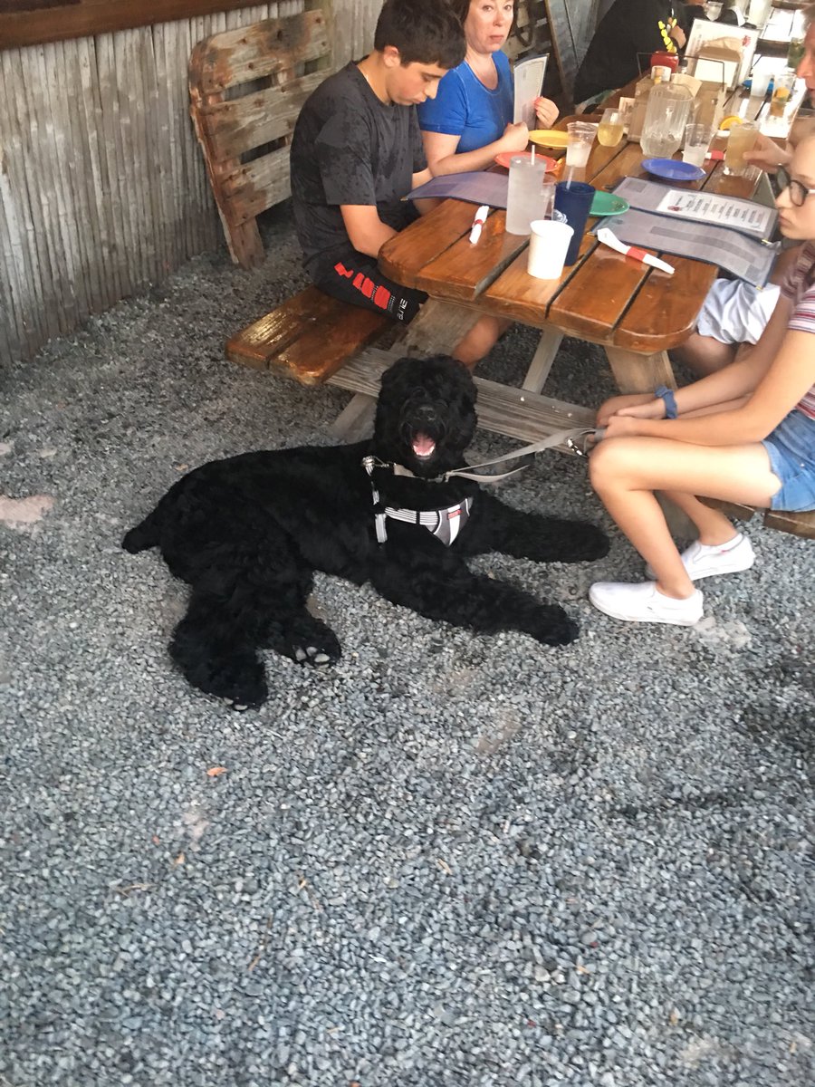 PaxsonJustin's tweet photo. I’ve been in the keys for 3 days now and I’ve taken 20 photos... 19 are dogs and 1 is me and a fish... https://t.co/LIsvAO8FEe