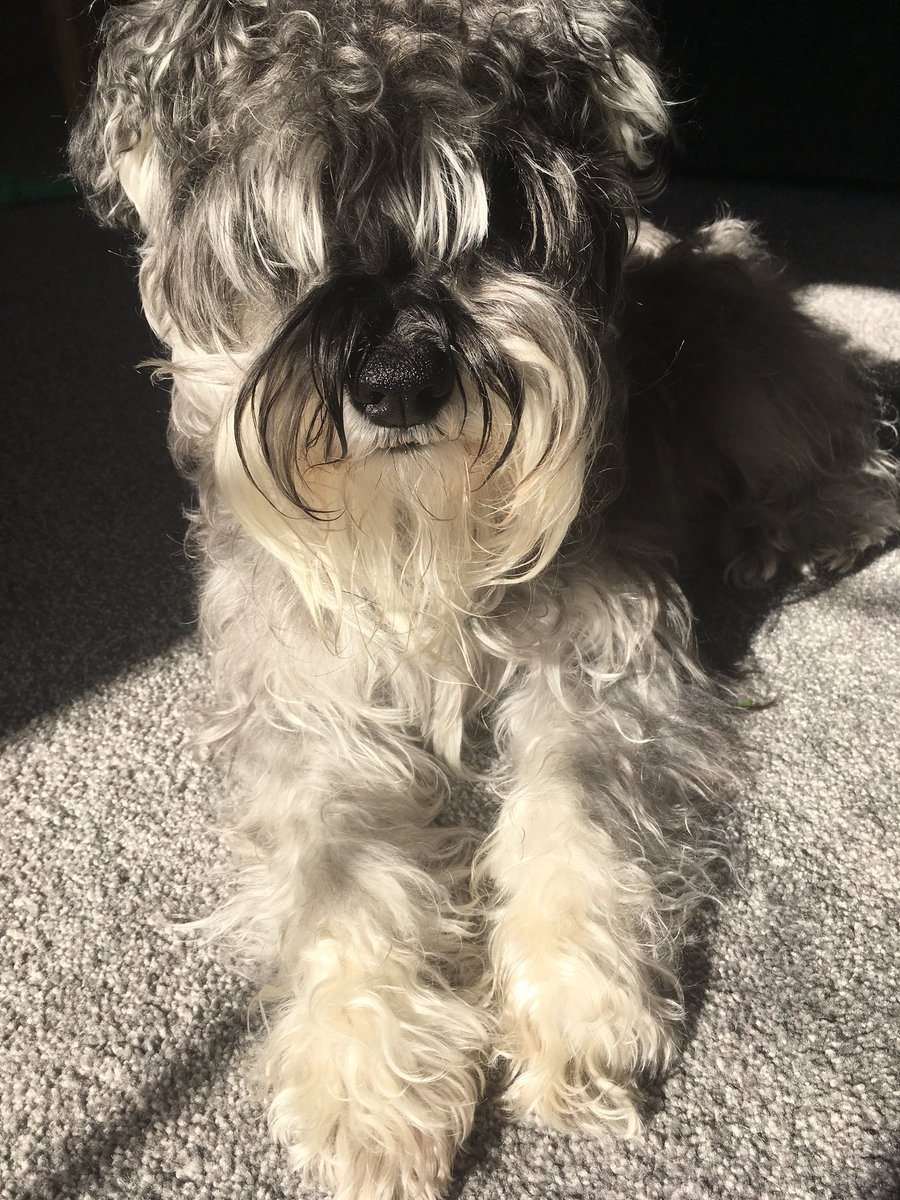 _Rufus_Dog_'s tweet photo. A hooman told hoomum dat I lookt like dis caraktor... Is not impressed pals, is not impressed. #SchnauzerGang #IsMeInnit #IsNotMe #Pfft #DogsOfTwitter https://t.co/nD3n5DTTn8