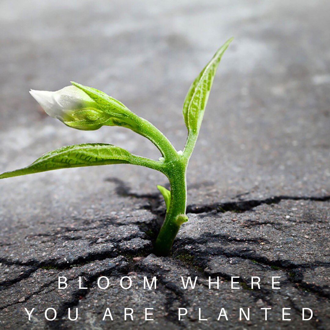 martinakelades's tweet photo. Just a reminder that we have the power to thrive, even in circumstances that are not ideal - just like a flower growing through the concrete. Sometimes, we have to make the best of our situations and B L O O M where we are planted 🌱 #Springtime #bloom #ShatteredSilenceNS https://t.co/vaxmseAivh