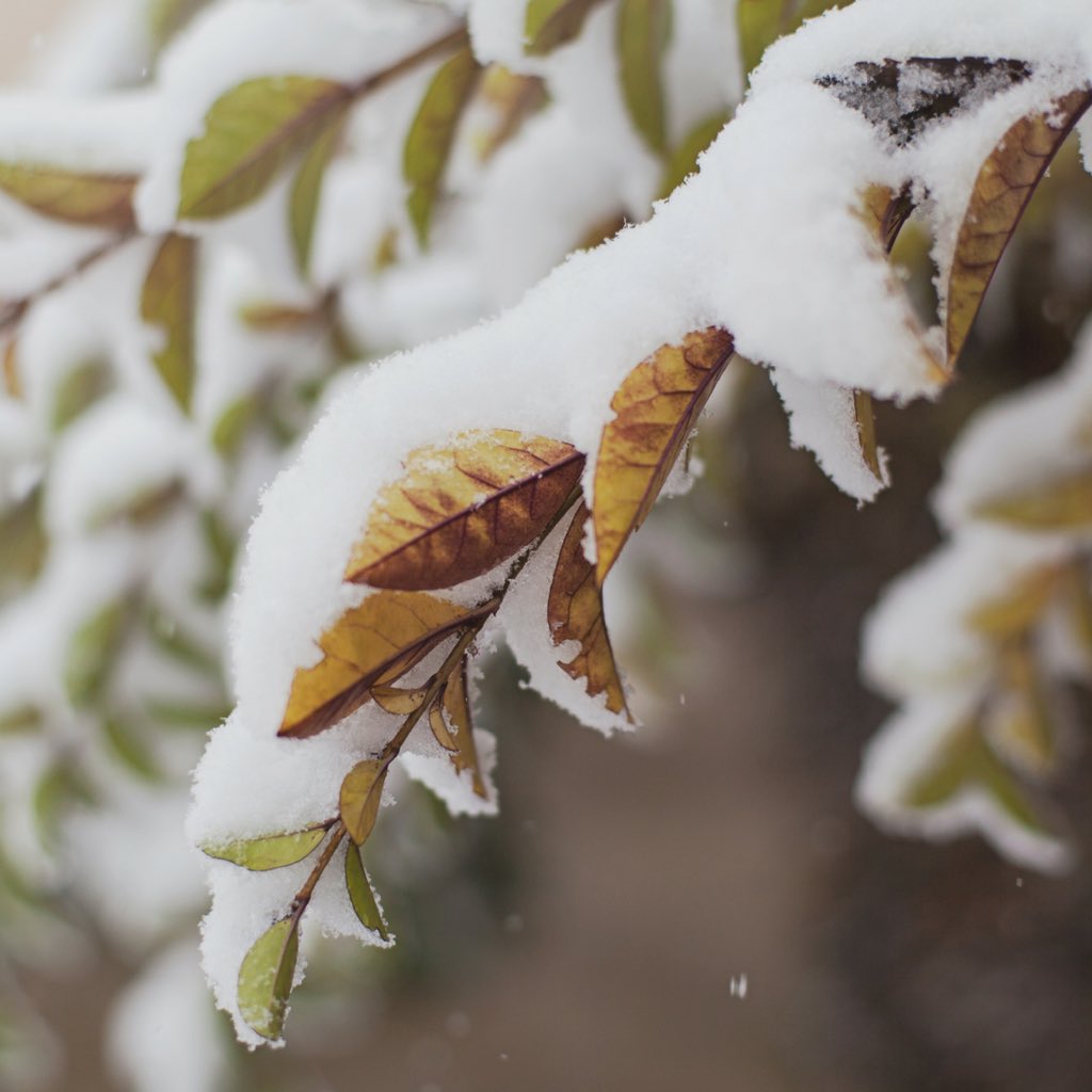 WhitewaterBrew's tweet photo. #springtimeincanada 🌿🌸❄️ https://t.co/1s0imEzumq