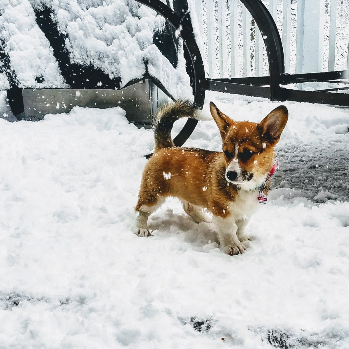 War_Ur's tweet photo. #wjzspringsnowday Nutmeg enjoying the snow in Jessup. https://t.co/s7OGsdvOYd