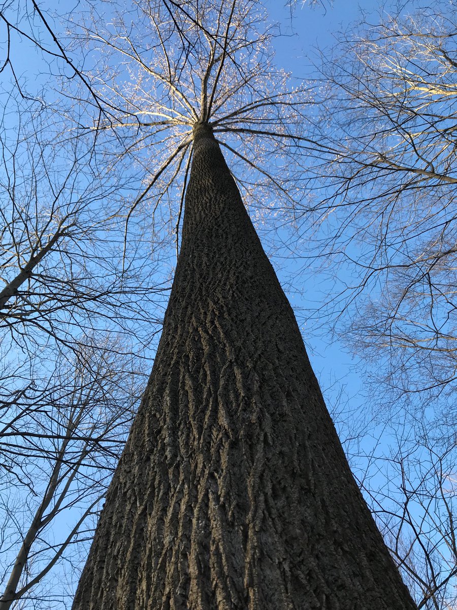 TreesofNiagara's tweet photo. https://t.co/6LmOuqHaXG