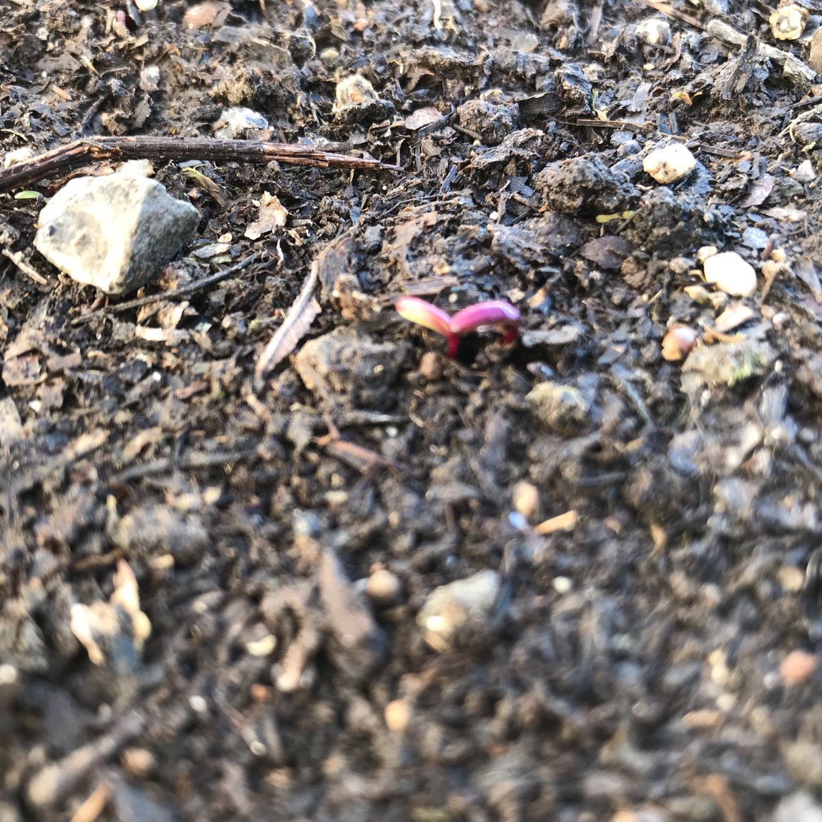 DoubleStarFarms's tweet photo. To our great satisfaction these early crops have so far endured Mother Nature’s mood swings 😁😁
.
.
.
.
#farmerlife #springgoodness #springradishes #beets #carrots #raisedbedgardening #sunshine #local #smallfarm #southernillinois #stl #mothernature #hardyvegetables https://t.co/cHGDuL9Jv7