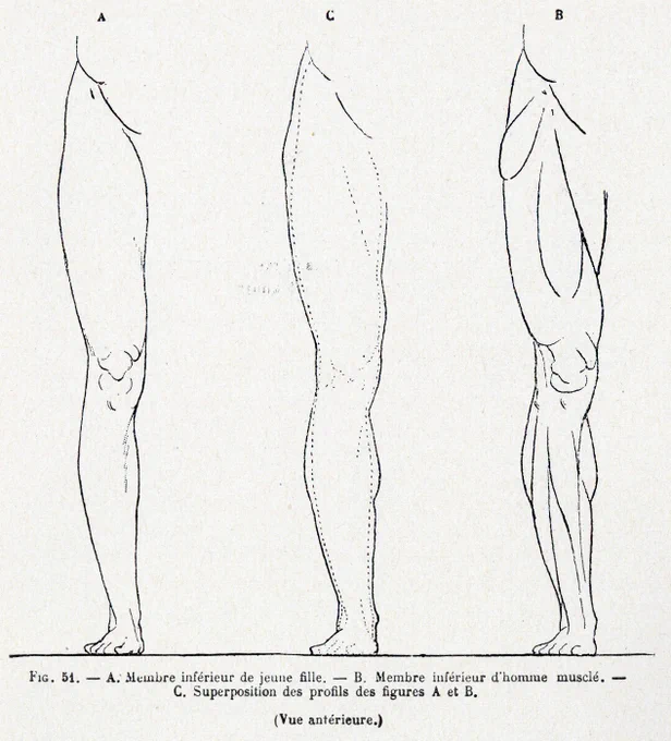 続き。リシェによる下肢の性差。リシェがモデルとして選んだ体型では、男女を同一のサイズにした時に、女性では体幹が発達(昨日のツイート参照)し、男性では四肢が発達していることがわかる。 