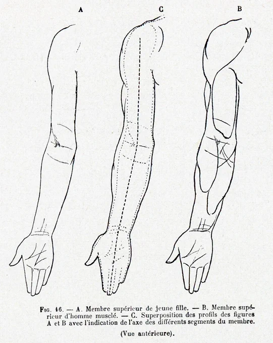 昨日の続き。ポール・リシェによる上肢の性差。男性と女性を同じサイズにした時の外形(左図、右図)と、それぞれの輪郭を重ねたもの(中央図、点線が女性)。 