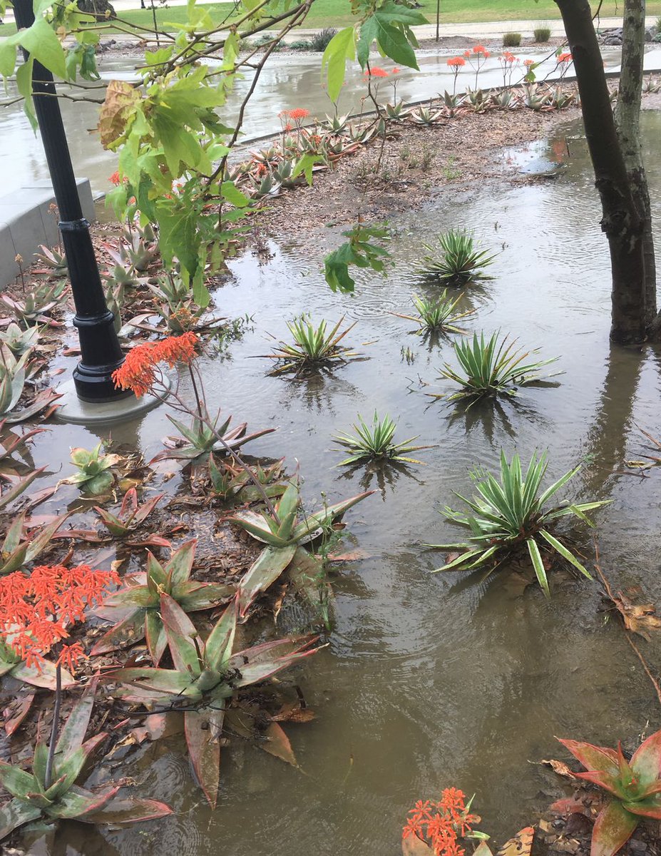TheCIView's tweet photo. Hello Dolphins! The rain is not expected to let up until tomorrow night according to the Weather Channel. Here are some pictures of what the campus looks like in the rain storm. Hope everyone is staying safe and dry in this rain. #csuci #ciview #nature #puddlejumping #stormwatch https://t.co/v6hXpXcyxZ