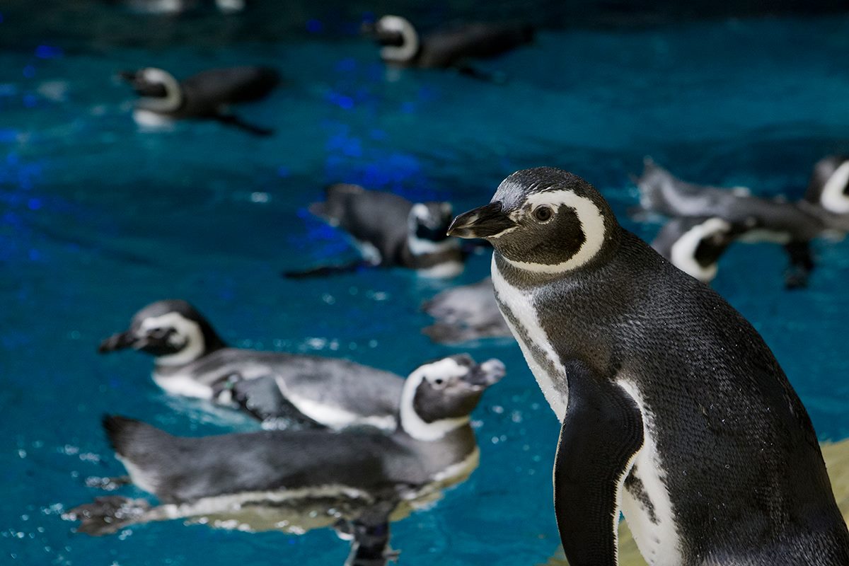 shedd_aquarium's tweet photo. Join @ShopNorthBridge and Shedd for a special animal encounter on Friday!
Meet Magellanic penguins, a red-footed tortoise and a blue-tongued skink. Then view Chompers, one of the #WashedAshore sculptures! Learn more: https://t.co/QRRvMLfmBI https://t.co/soukFzscqt