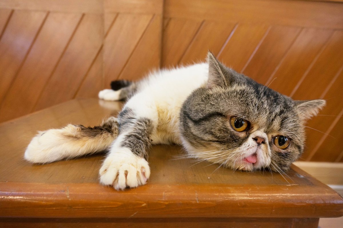 _MedAssist's tweet photo. Now we're unsure about our feline friends..... but we do know human taste buds are replaced every 10 days 👅#MedAssistKnows https://t.co/q7eliL0RxU