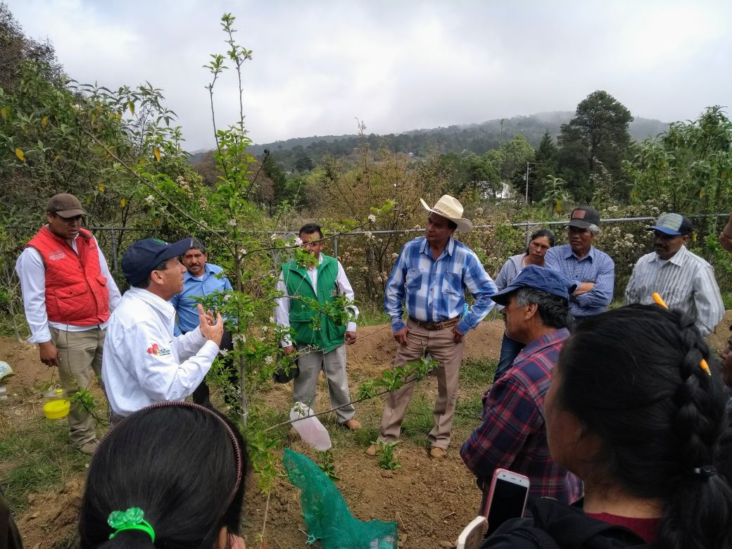 DDR06_HGO's tweet photo. Taller de capacitación y recorrido a parcela demostrativa del cultivo de manzana, realizado por  #INIFAP, en la localidad de #Durango, #Zimapan, Hgo.
#CESAVEH
@SagarpaHgo https://t.co/9KwtXYPPdk
