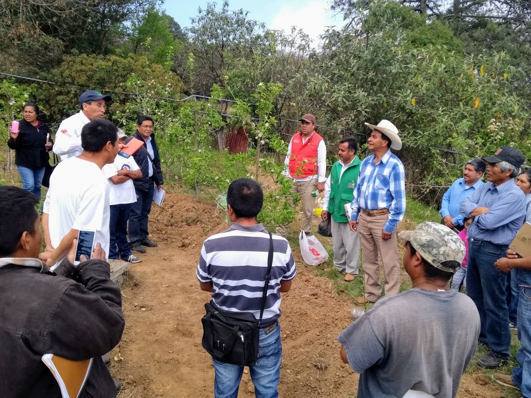 DDR06_HGO's tweet photo. Taller de capacitación y recorrido a parcela demostrativa del cultivo de manzana, realizado por  #INIFAP, en la localidad de #Durango, #Zimapan, Hgo.
#CESAVEH
@SagarpaHgo https://t.co/9KwtXYPPdk