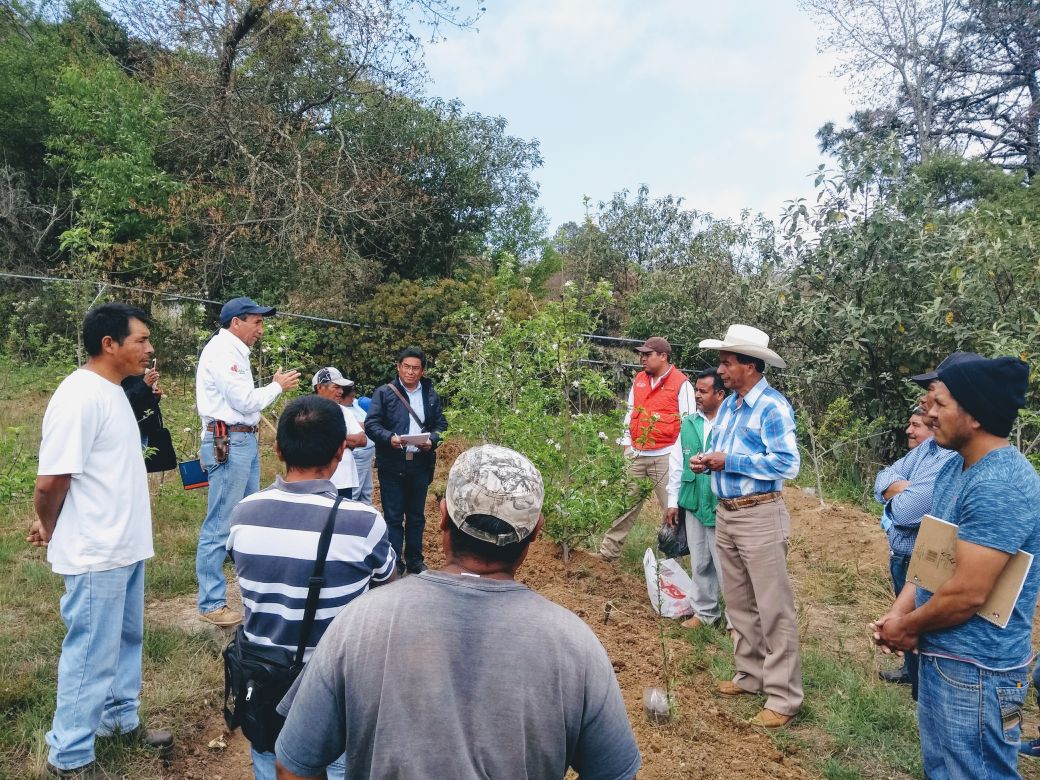 DDR06_HGO's tweet photo. Taller de capacitación y recorrido a parcela demostrativa del cultivo de manzana, realizado por  #INIFAP, en la localidad de #Durango, #Zimapan, Hgo.
#CESAVEH
@SagarpaHgo https://t.co/9KwtXYPPdk