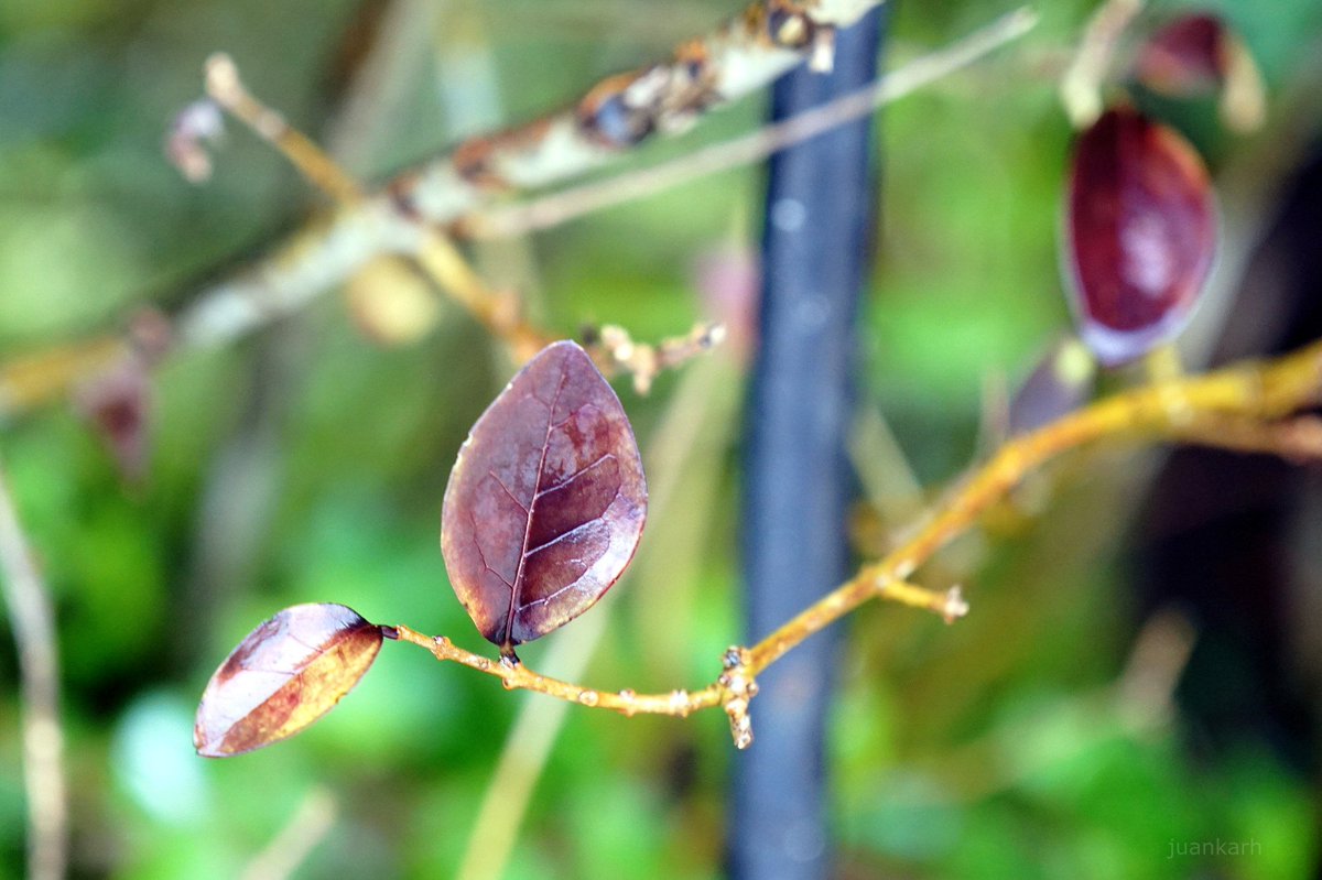 Juankar Hernandez tweet media