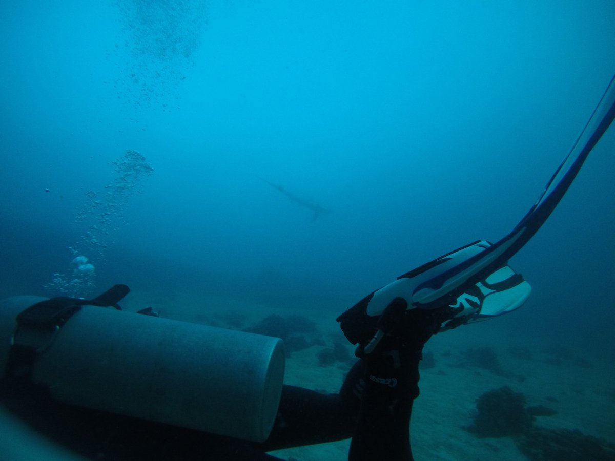 mrjones1975's tweet photo. I promise there's a very blurry shark dead centre. I'm working on my underwater photography! #whatisthat #notdavidbailey https://t.co/6X3Tj2Fd0B