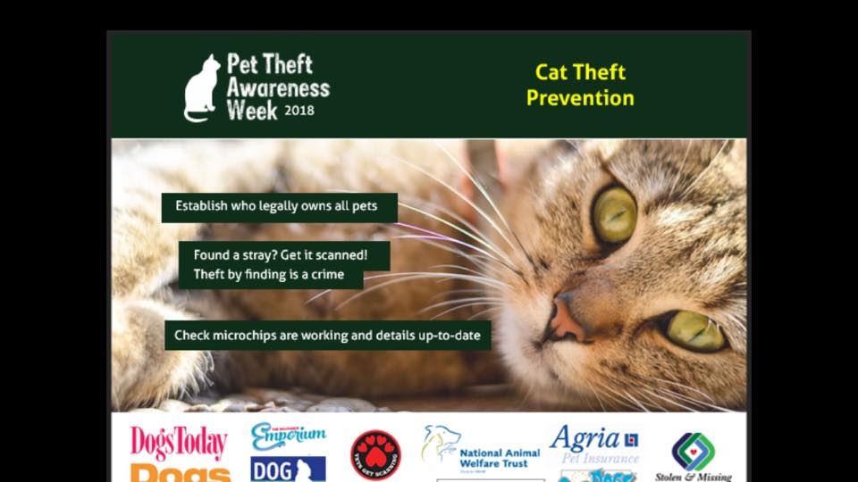 CatsMissing's tweet image. #CatsAreFamilyToo💔Their loss hurts too💔#ScanMe #CheckMyChip #MissingCatsDay PLEASE RT &amp;amp; Share for #MissingCatsUK today &amp;amp; everyday #MissingNeverHeals💔