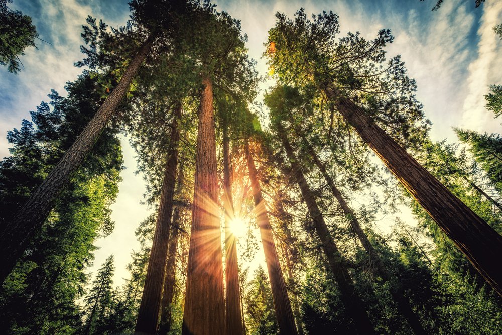 WhyForestMatter's tweet photo. Happy #InternationalDayOfForests! Our trees have the ability to reduce pollution, improve our surroundings, maintain biodiversity, improve local climate, lower energy costs, and help us relax and enjoy the beauty of nature. #WhyForestsMatter https://t.co/oPfCXcoXAy