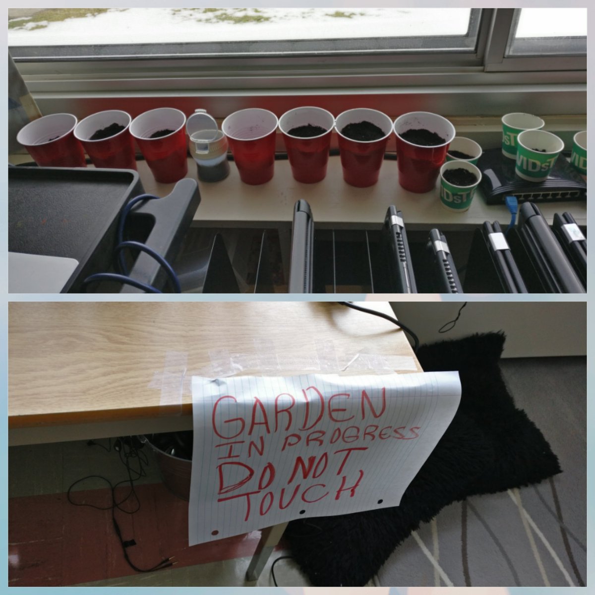 1kellybrown's tweet image. Love to see my students take on their own interests! A few girls brought in a few different kinds of seeds from the school yard and asked if we could plant them! #ofcoursewecan #springishere #whichonewillgrowfaster? #sccdsb