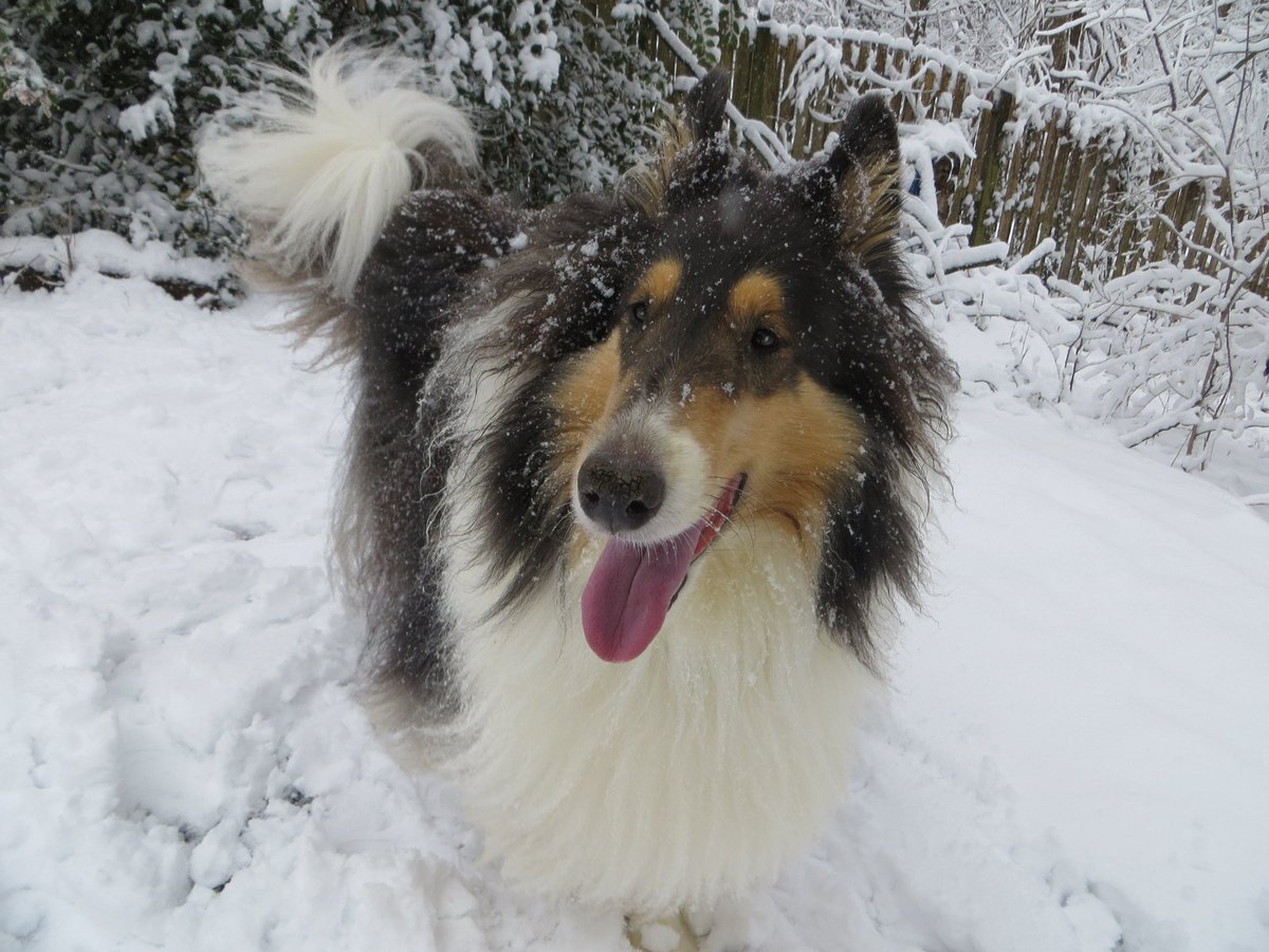 HVHufford's tweet photo. Fiona loves WJZ as much as a day in the snow! #wjzspringsnowday https://t.co/WwMO7lfwUi