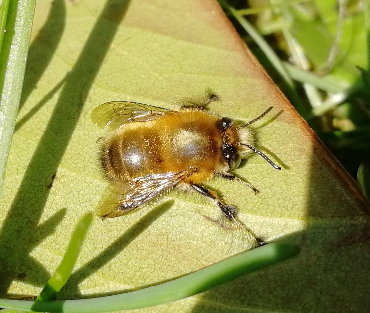 Sundrop_moth's tweet photo. First solitary bee of the year! A male hairy-footed flower bee basking @CUBotanicGarden :D always a treat to see these! #CEEDA2018 https://t.co/6nriJcv5oc