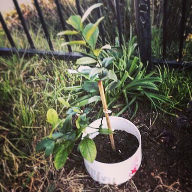 JustOneTreeSF's tweet image. JOT has teamed with @SFUrbanForester to offer 3 lemon trees at each planting.  Here&apos;s one of the first in the ground, photo sent by proud owner!  Check FUF&apos;s tree planting schedule in your neighborhood and win a beautiful backyard lemon tree and plant a street tree in the front!