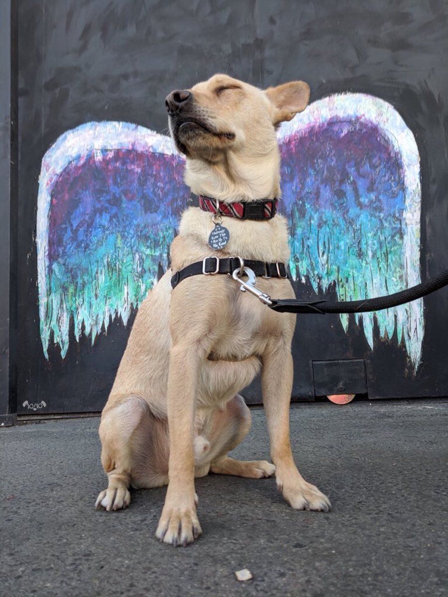 dog_rates's tweet image. Meet Apollo. He stops by this wall every day on his walk. Says the wings make him feel both powerful and marvelous. 13/10