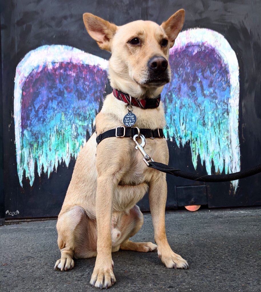 dog_rates's tweet image. Meet Apollo. He stops by this wall every day on his walk. Says the wings make him feel both powerful and marvelous. 13/10
