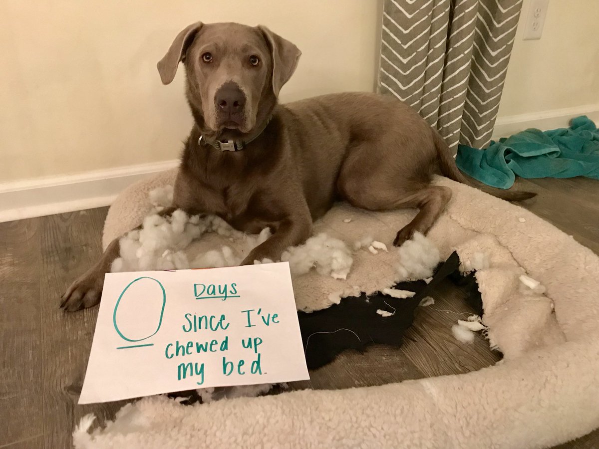 Image result for dog shaming