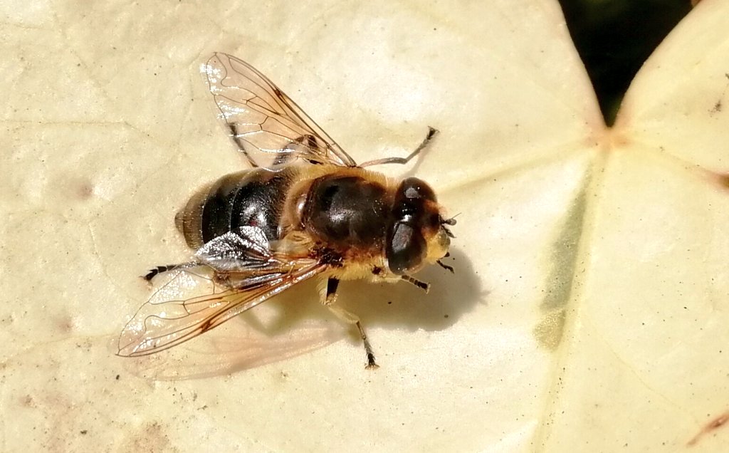 Sundrop_moth's tweet photo. More 1st sightings this year -  Eristalis tenax (Common dronefly) plus queen Garden, Buff &amp; Red-tailed bumblebees. Gorgeous weather today @CUBotanicGarden #CEEDA2018 #mobilepics https://t.co/0oCBF89fcC
