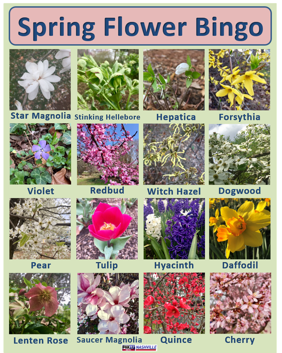 Looking for a fun, spring activity with your friends and family? Try out Spring Flower Bingo! Learn more about the flowers in the game from our guide (with help from <a href="/Cheekwood/">Cheekwood</a>) here: fox17.com/news/local/gui…