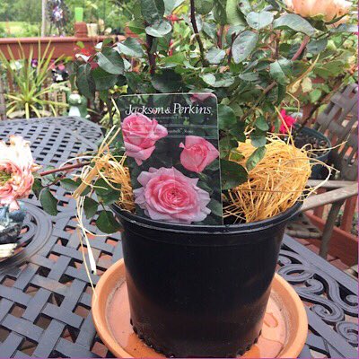 gagasgarden's tweet photo. ‘Savannah’, ‘Best In Show’ at the @BiltmoreEstate #BiltmoreRoseTrials & featured in my @JacksonPerkins @ChicagoFlower presentation. Shown here as it arrived potted with buds & blooms #MYJPRoses #JacksonandPerkins https://t.co/Uu3lTky8bn https://t.co/T1xBArPtEh