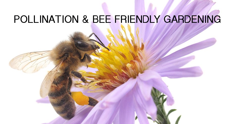 OKWmagazine's tweet photo. As honeybee populations have recently been in decline worldwide, their importance in our agricultural systems is becoming more fully understood.
WHAT CAN YOU DO TO HELP?? Read on for some great tips to make your garden "bee friendly" this year!
https://t.co/tnenS6tMKr https://t.co/T17xqccP2o