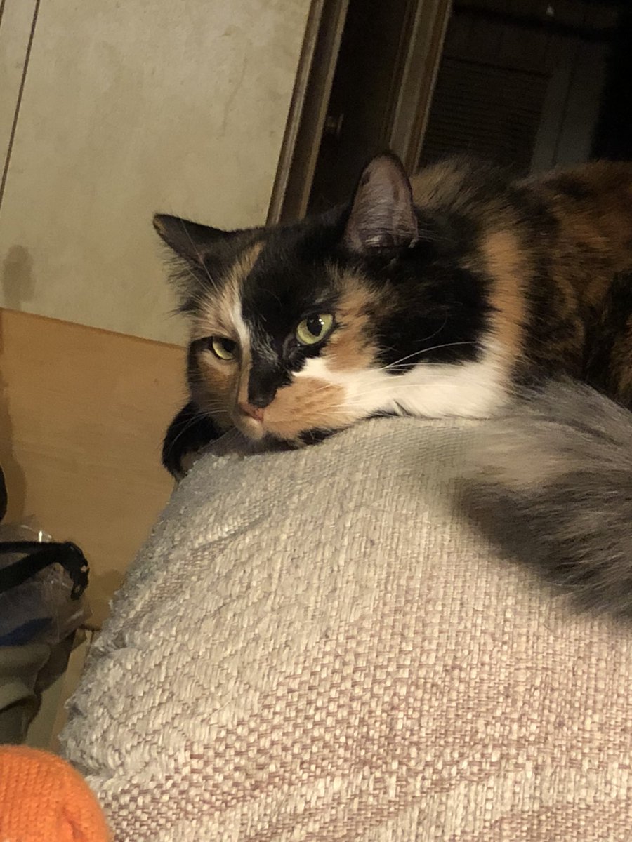 ShakespearCat's tweet photo. #ShakespearCat my little sister #catpal #cutecat #CatsOfTwitter #meow #catfirend Her name is Sona’ or meow meow, what ever the hoomans call her. https://t.co/vVN2lgHuFo