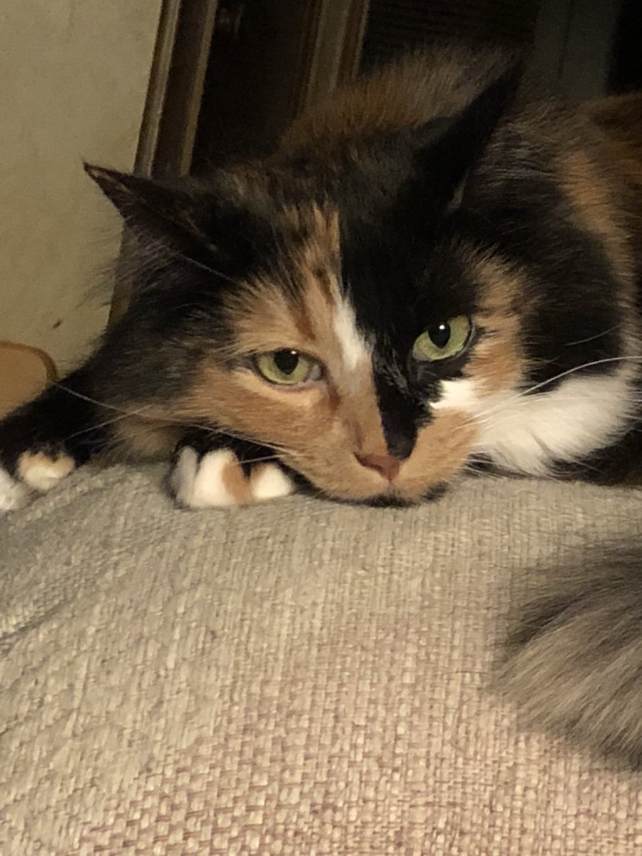ShakespearCat's tweet photo. #ShakespearCat my little sister #catpal #cutecat #CatsOfTwitter #meow #catfirend Her name is Sona’ or meow meow, what ever the hoomans call her. https://t.co/vVN2lgHuFo