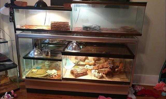 OddfellowsBooks's tweet photo. We love this! One of our display cases was converted into a lizard habitat! 🦎 https://t.co/PoRb23W6T5 https://t.co/JopfhDvFyL