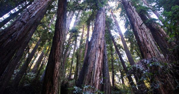 Tap into a deep sense of well-being with the first VR meditation of its kind—a 360 guided awe walk: buff.ly/2pubNJG <a href="/GreaterGoodSC/">Greater Good</a>