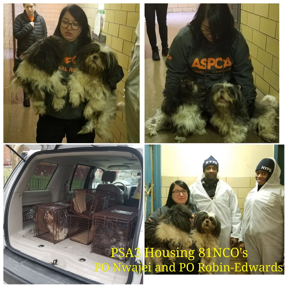 MsRobin105's tweet photo. Housing 81NCO's PO Nwajei and PO Robin-Edwards showed Initiative  following up on a complaint from their Build-the-Block meeting by notifying ASPCA resulting in a Rescue of 2 severely maltreated dogs with ASPCA. https://t.co/KvH8M8hW76