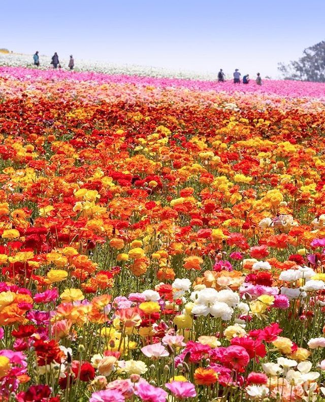 lyonandpost's tweet photo. Spring = 💐 #farewellfittingrooms #lyonandpost #flowerfields https://t.co/0J2V8RctNT