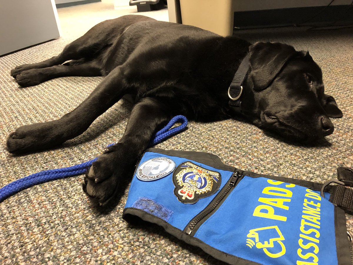 PADSk9Merlot's tweet photo. A full day of interviews assisting #patrol #MajorCrimes & #rcjc @reginapolice #ineedabreak #childabuse #forensicchildinterviews #facilitydog #Merlot #yqr #workingdog @PADSdogs https://t.co/3eLqW6ZOh3