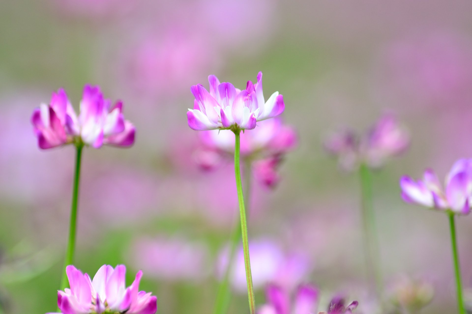 トコハナロジー レンゲソウ 3月22日の誕生花 若草色の中に白とピンク紫色の花というコントラストが美しい春を代表する花 小さな蓮のような花姿も繊細で可憐です 花言葉 あなたと一緒なら苦痛がやわらぐ 心がやわらぐ 私の幸せ T Co