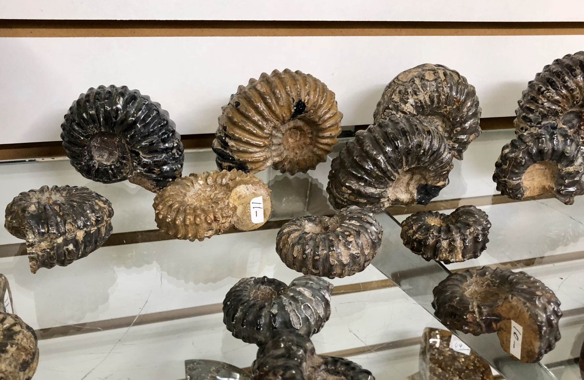 JandMin's tweet photo. New Ammonites from Madagascar- Now Out!! New Discovery Buy Here: https://t.co/8nouxu6RNN OR IN PERSON at our #LasVegas #Gallery located at: 410 E Sahara Ave. Get them before we sell all 4,000 LBS again ;) | #fossils #fossil #ammonite #jewelryandmineral #rockshop #vegas #shopping https://t.co/vXHQYTowYd