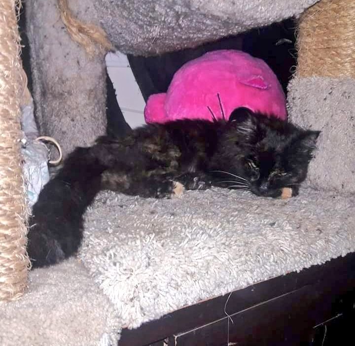 Tencat_'s tweet image. Today we had to say Goodbye to our sisfur Niki at the age of 16 1/2 you will always be loved and missed R.I.P our sweet Niki