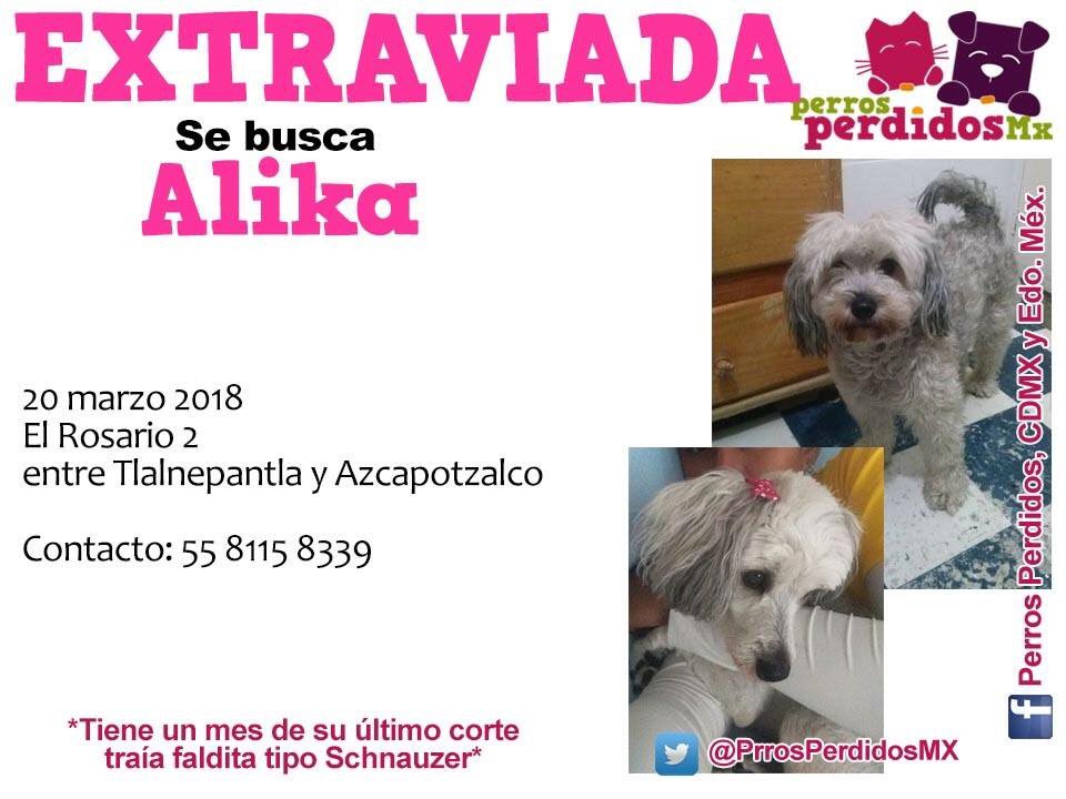 @AzcapotzalcoDF <a href="/Denuncia_Azcapo/">Azcapotzalco</a> <a href="/TodosSomosAzcap/">Todos Somos Azcapotzalco</a> <a href="/Azcapotzalco_/">Azcapotzalco_CDMX</a> <a href="/ColoniasAzcapo/">Col. de Azcapotzalco</a> <a href="/esimeazc/">ESIME Azcapotzalco</a> <a href="/TlaneDenuncia/">TlaneDenuncia</a> <a href="/OpdmT/">dmtSmokieOp</a> @lostanimalsdf <a href="/PrrosPerdidosMX/">PerrosPerdidosMx</a> <a href="/MascotasSismo/">Mascotas Sismo</a> <a href="/fellpudito/">Israel González</a> <a href="/LaNotaPositiva/">La Nota Positiva</a> <a href="/UbiCanApp/">UbiCan</a> <a href="/UribeMerle/">Merle Uribe Oficial</a> <a href="/hogarluwina/">Hogar Luwina</a> <a href="/l_orii/">Lorii Hernandez</a> <a href="/EsEstra/">A L I 🐾</a>